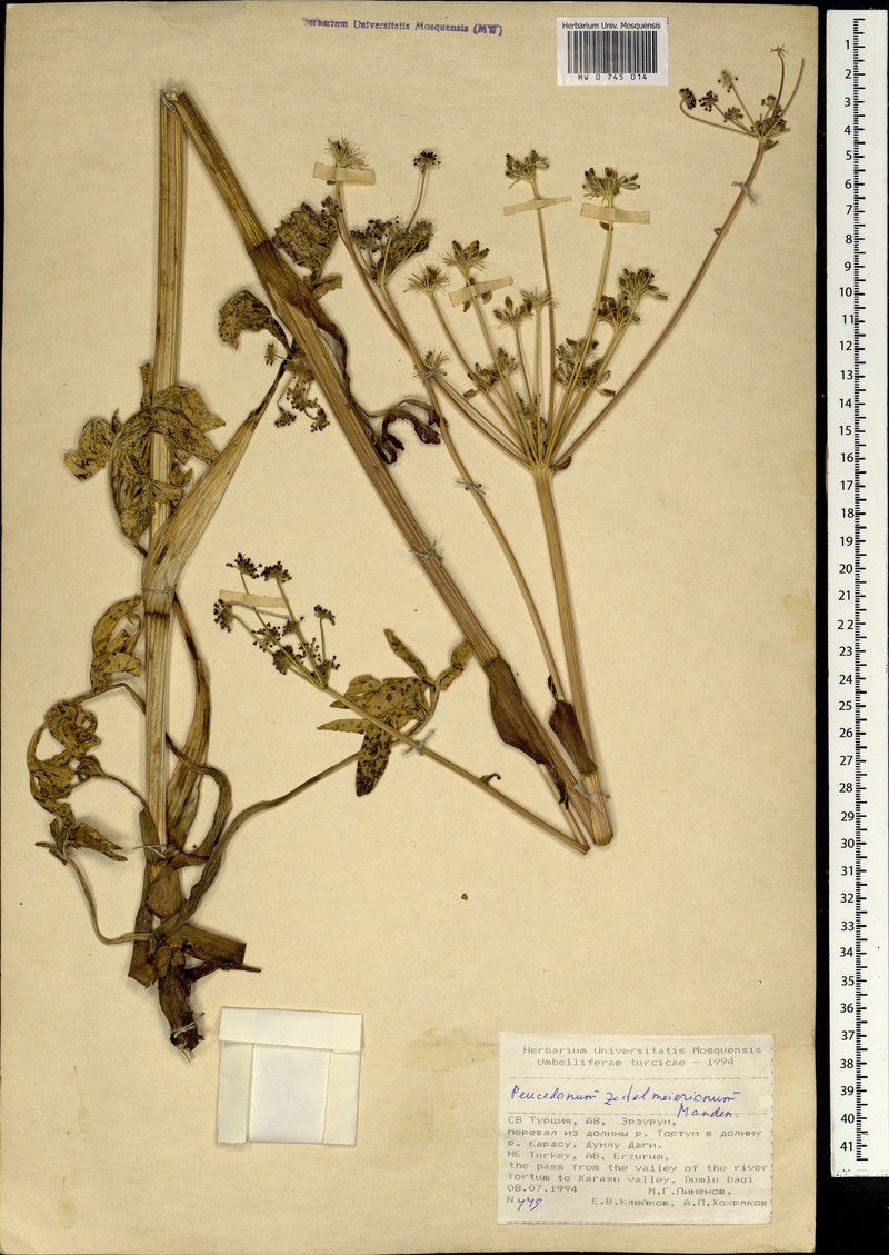 Peucedanum zedelmeierianum
