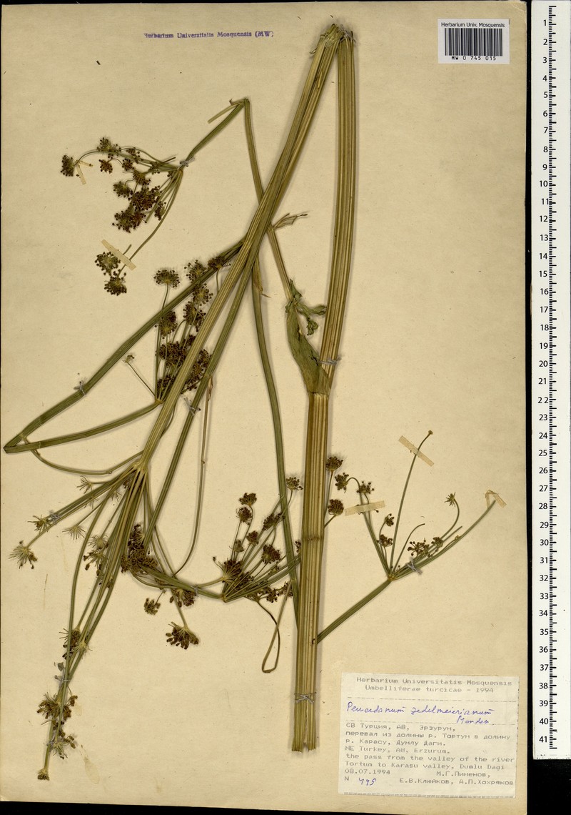 Peucedanum zedelmeierianum photo 2