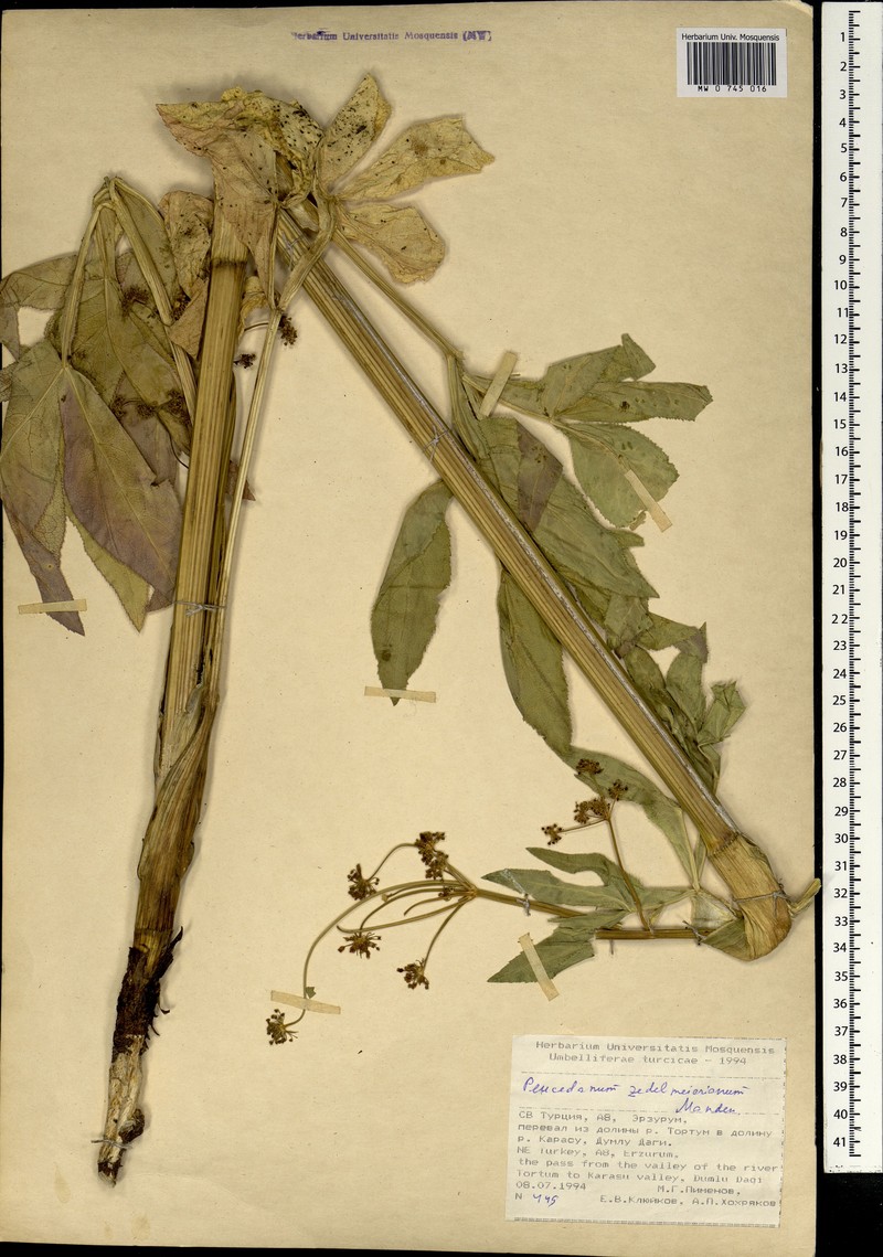 Peucedanum zedelmeierianum photo 3