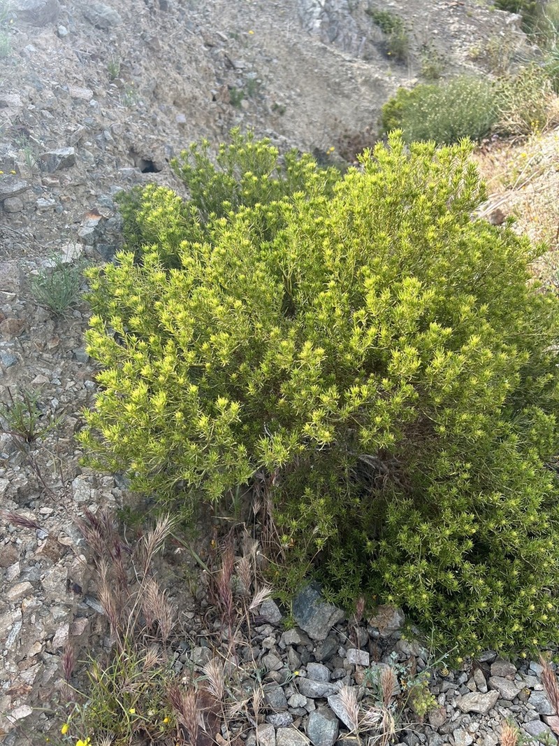 Schott's Pygmycedar photo 2