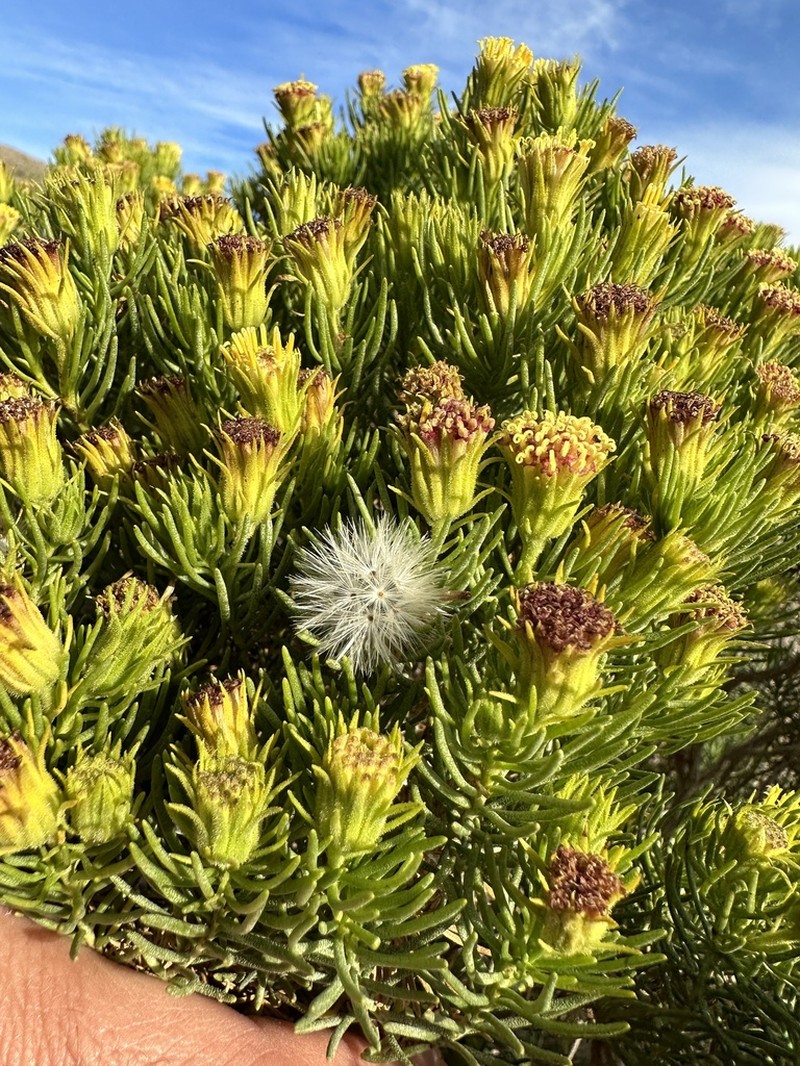Schott's Pygmycedar photo 3