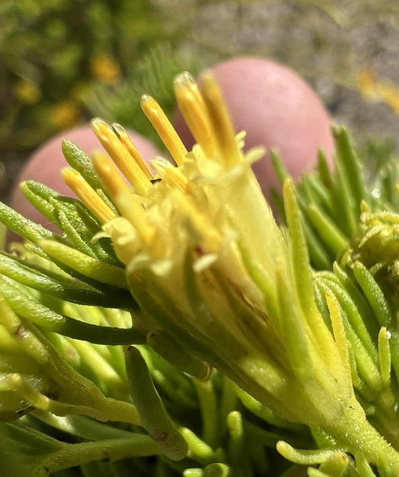 Schott's Pygmycedar photo 4
