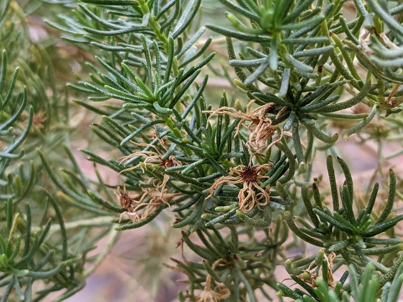 Schott's Pygmycedar photo 5