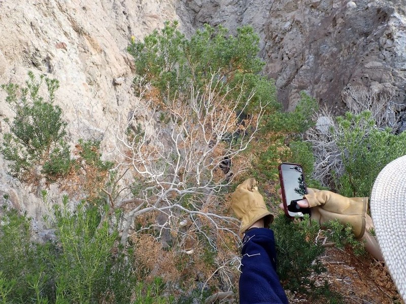 Schott's Pygmycedar photo 6