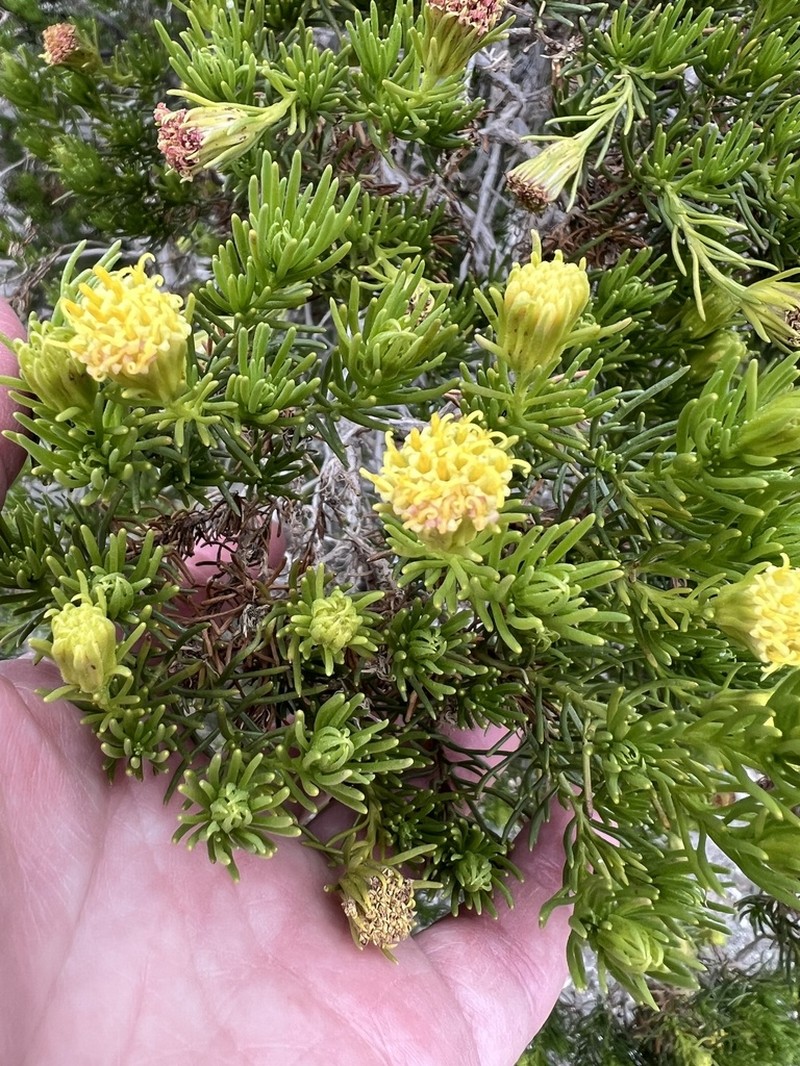 Schott's Pygmycedar photo 7