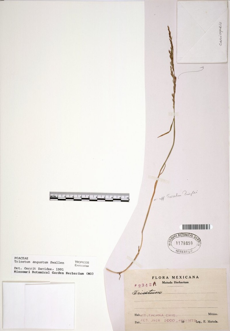 Peyritschia angusta
