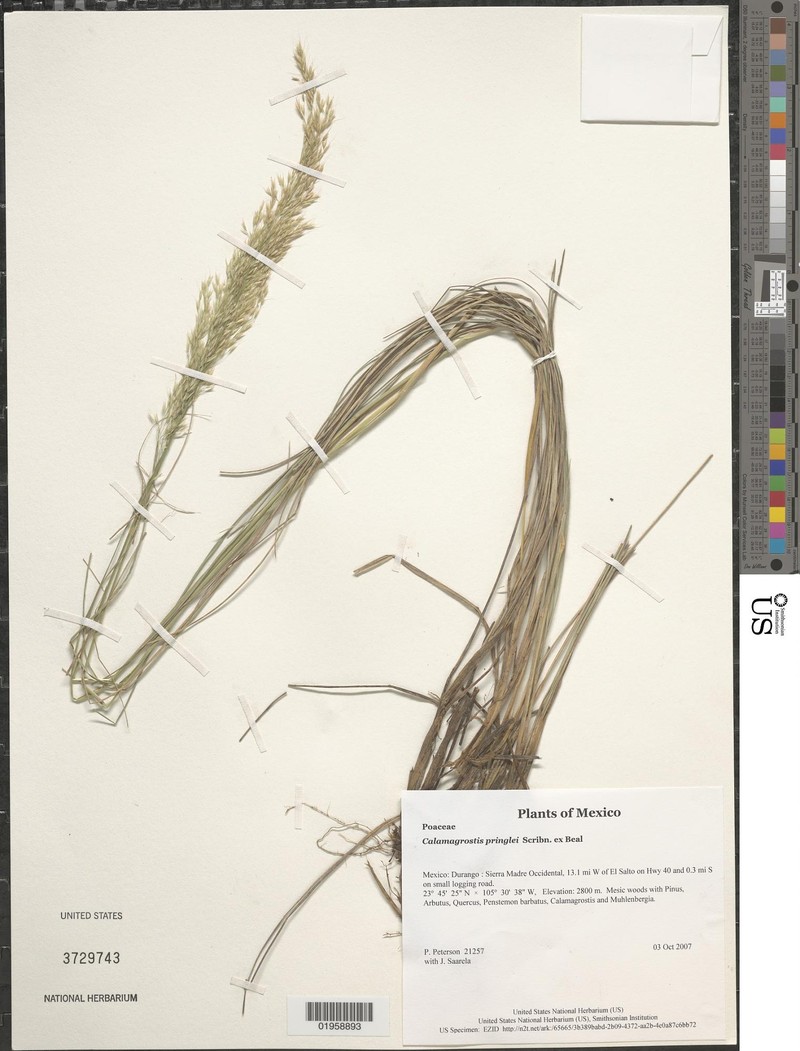Peyritschia bealii