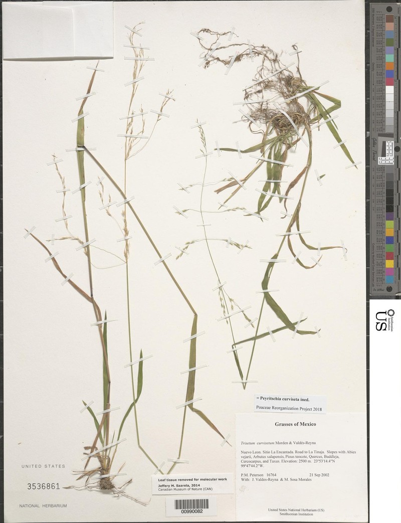 Peyritschia curviseta