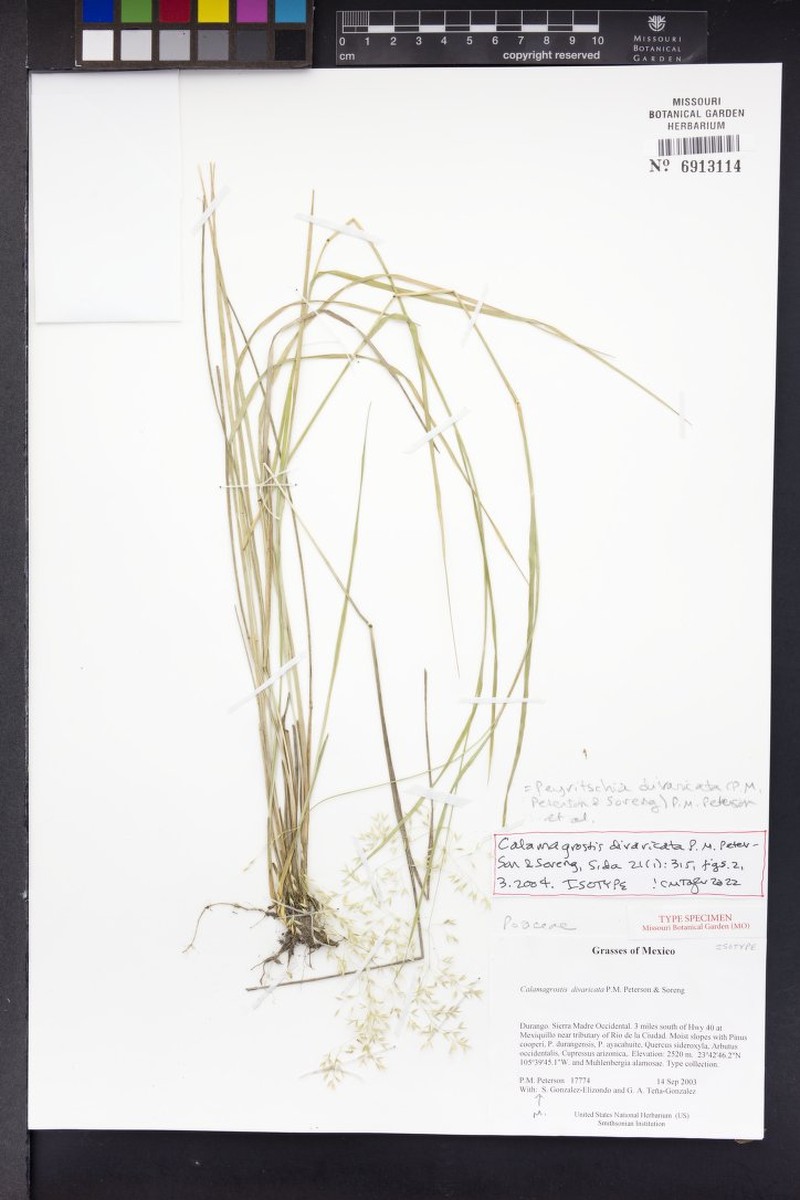 Peyritschia divaricata photo 2