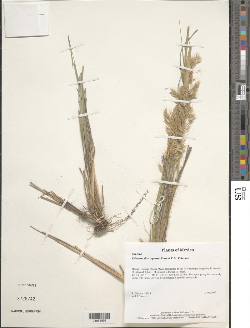 Peyritschia durangensis