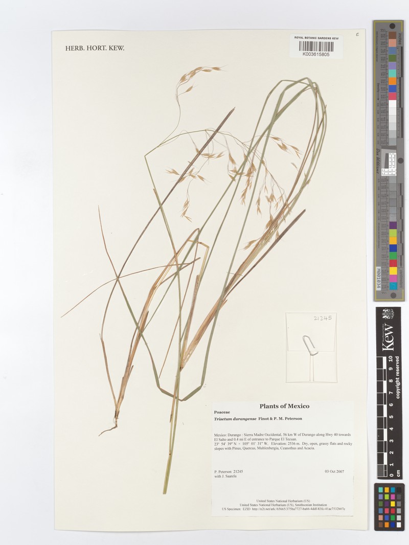 Peyritschia durangensis photo 2