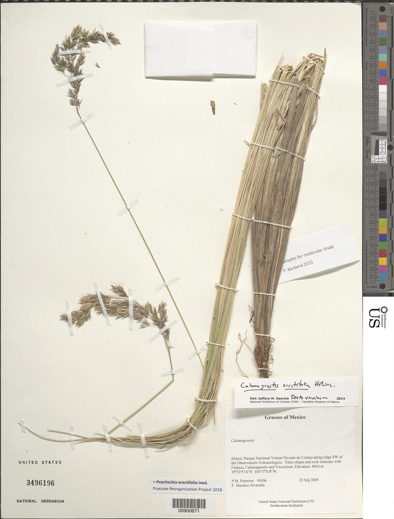 Peyritschia erectifolia