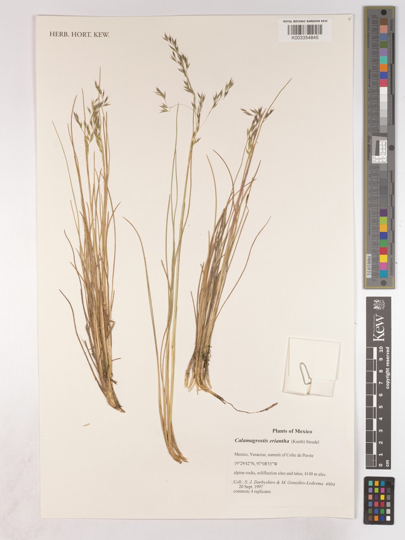 Peyritschia eriantha photo 3