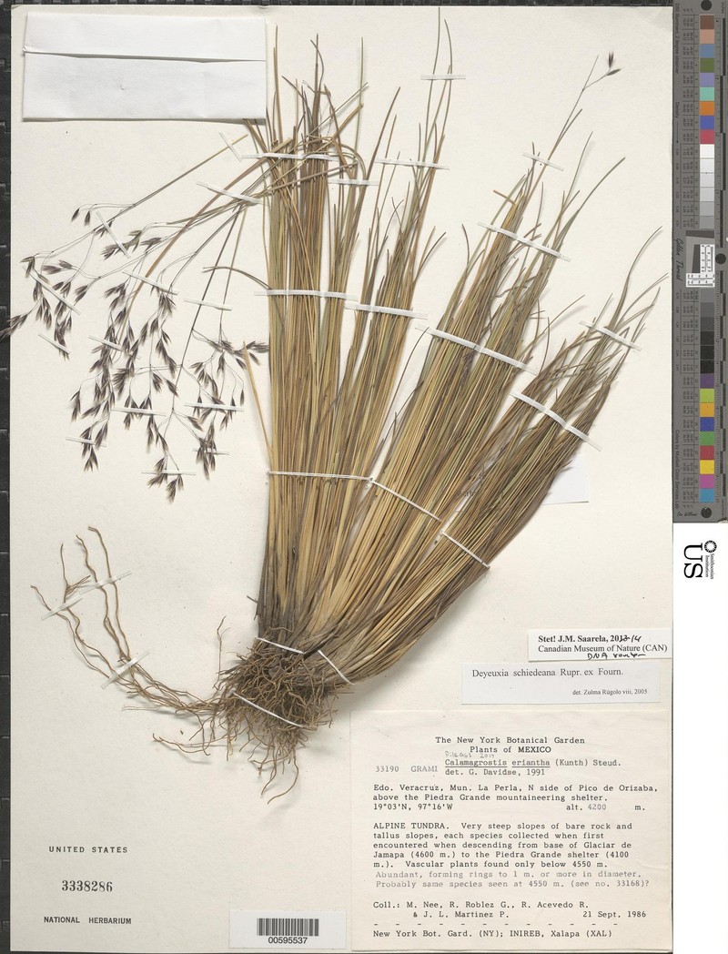 Peyritschia eriantha photo 4