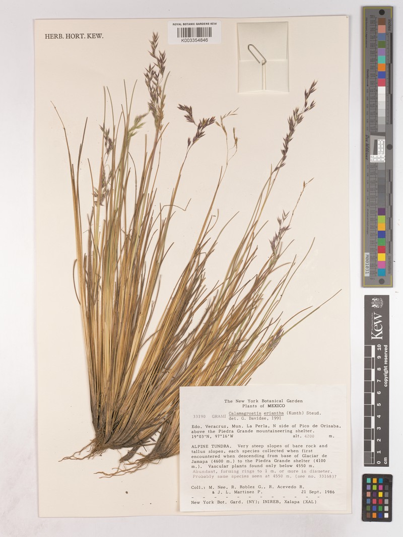 Peyritschia eriantha photo 5
