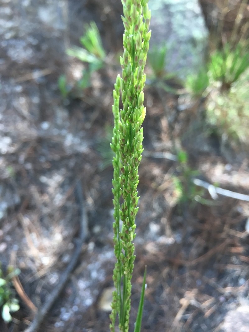 Peyritschia filifolia