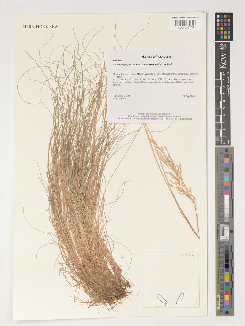 Peyritschia filifolia photo 4