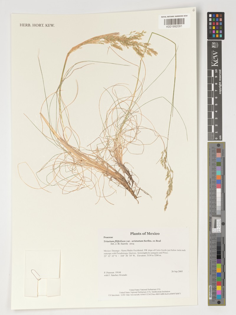 Peyritschia filifolia photo 5