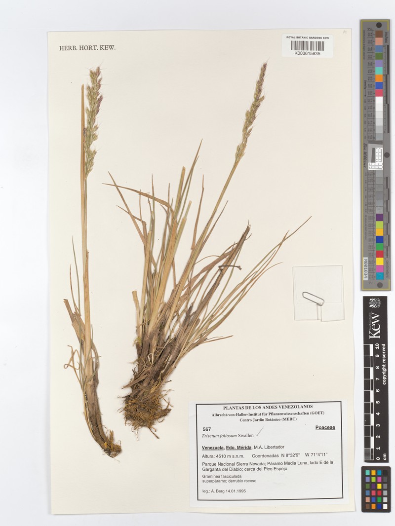 Peyritschia foliosa