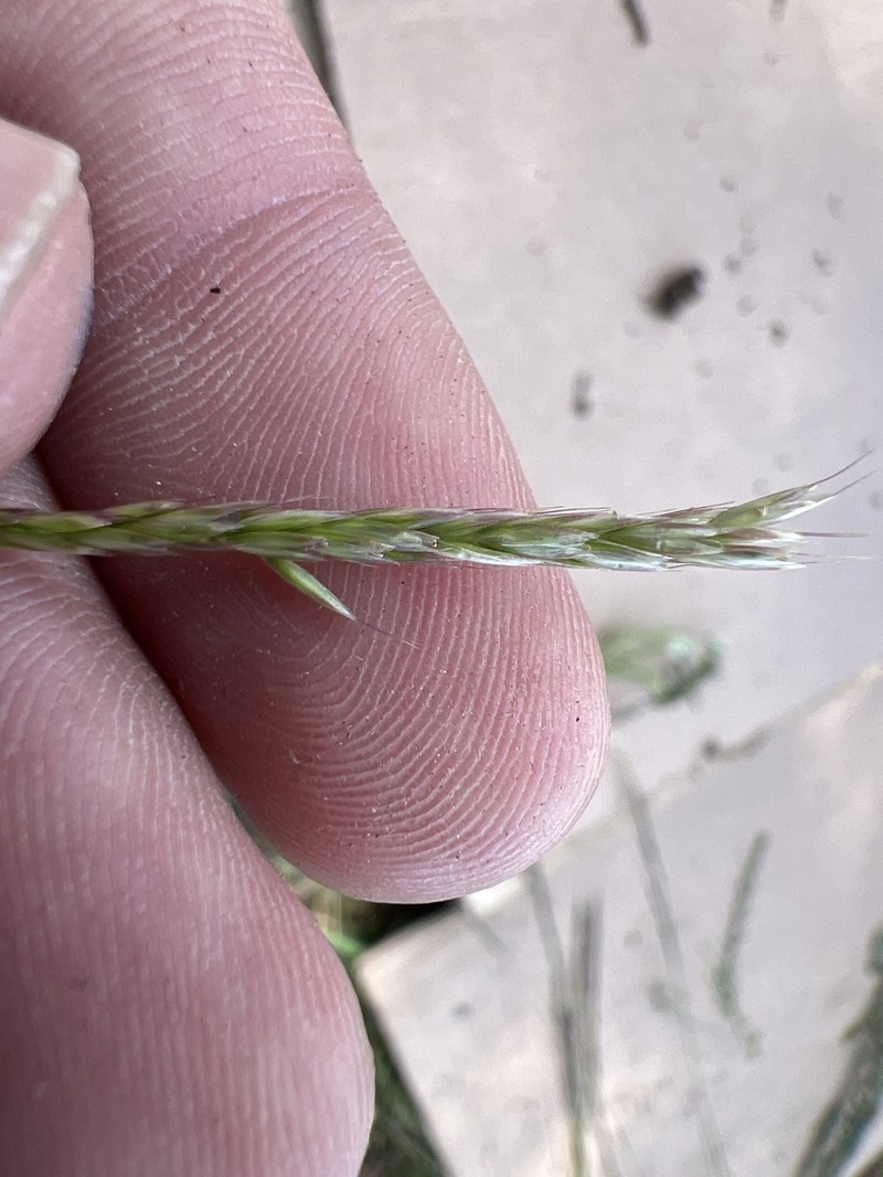 Peyritschia graphephoroides