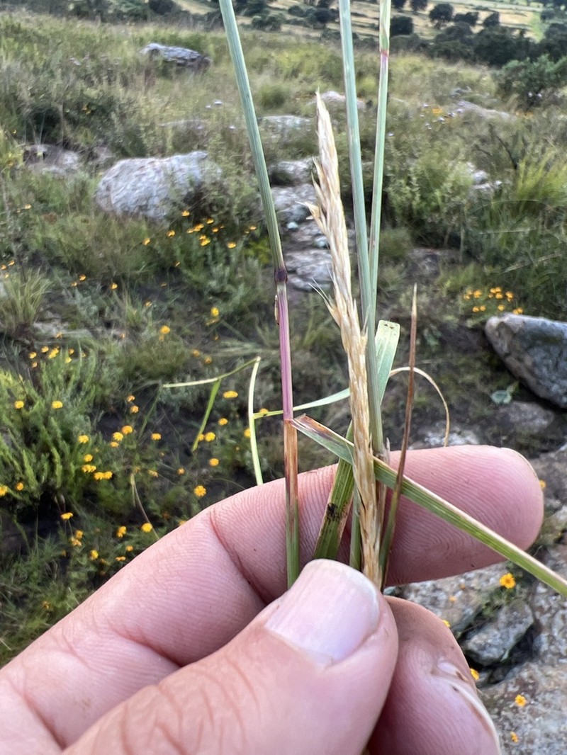 Peyritschia graphephoroides photo 3