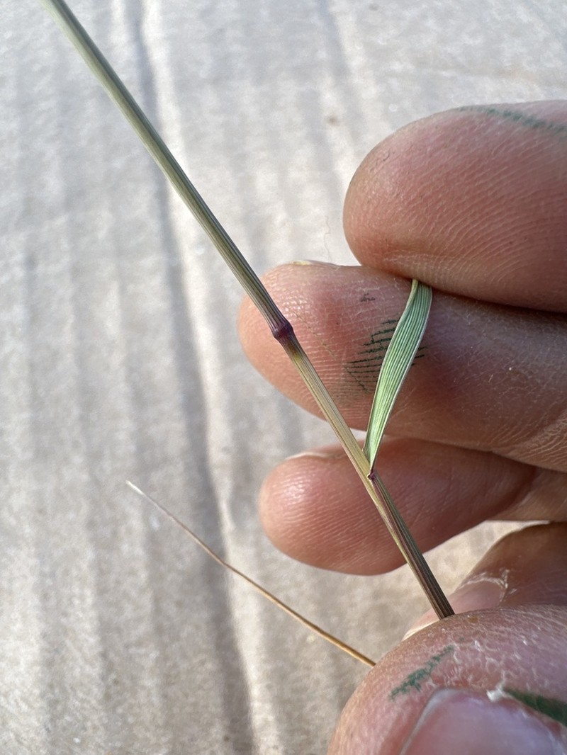 Peyritschia graphephoroides photo 4