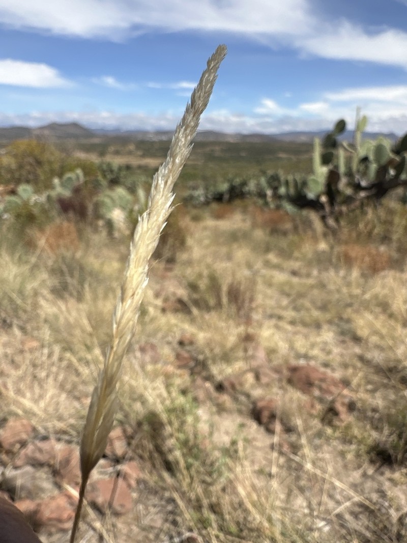 Peyritschia graphephoroides photo 5