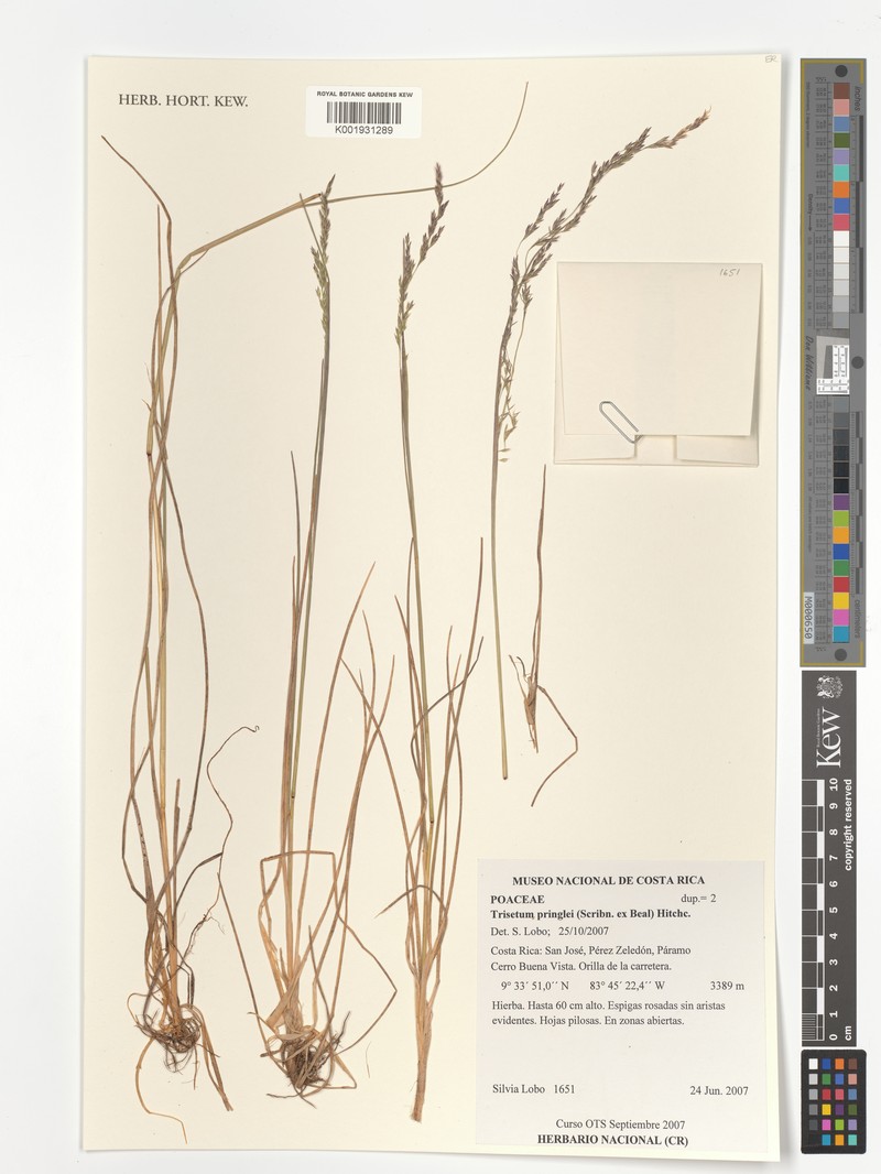 Peyritschia graphephoroides photo 6