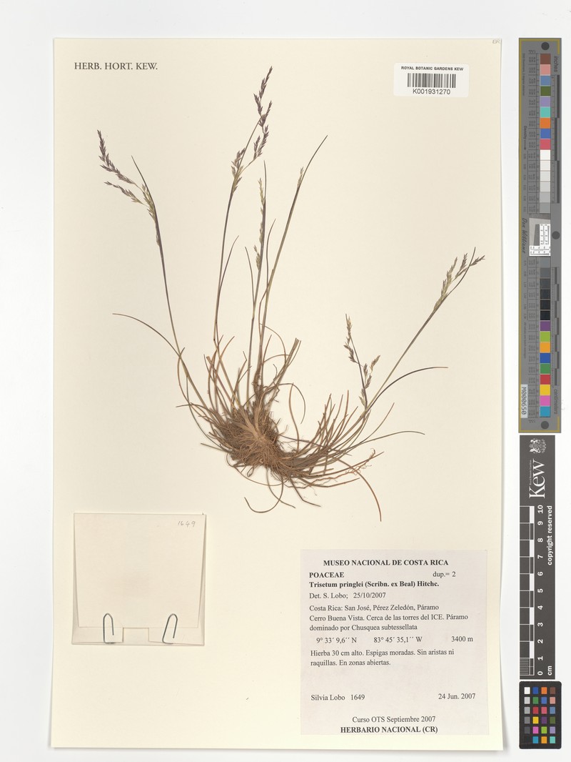 Peyritschia graphephoroides photo 7