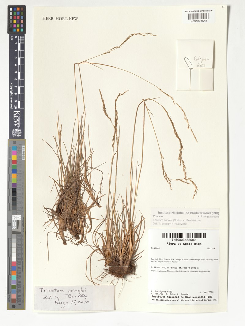 Peyritschia graphephoroides photo 8
