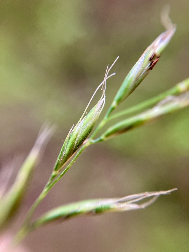 Peyritschia irazuensis