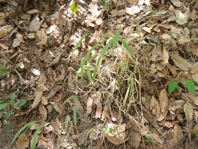 Peyritschia irazuensis photo 2