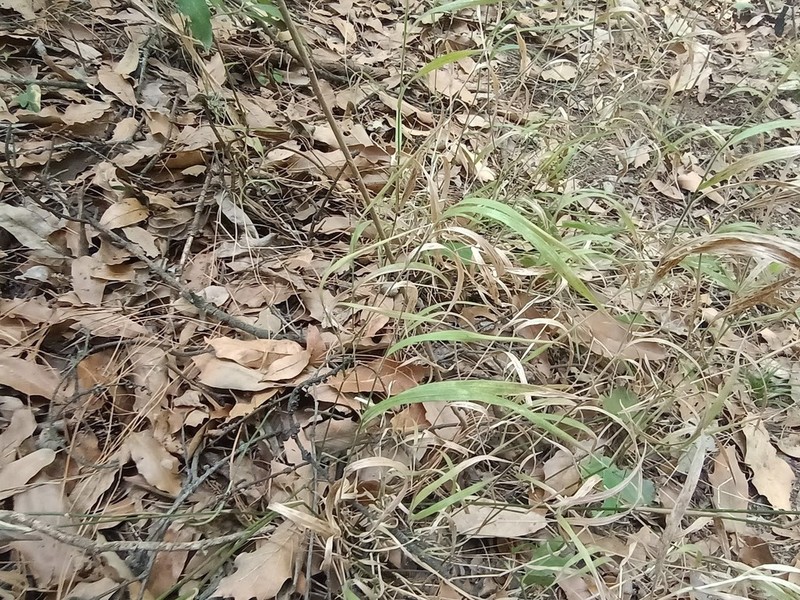 Peyritschia irazuensis photo 3