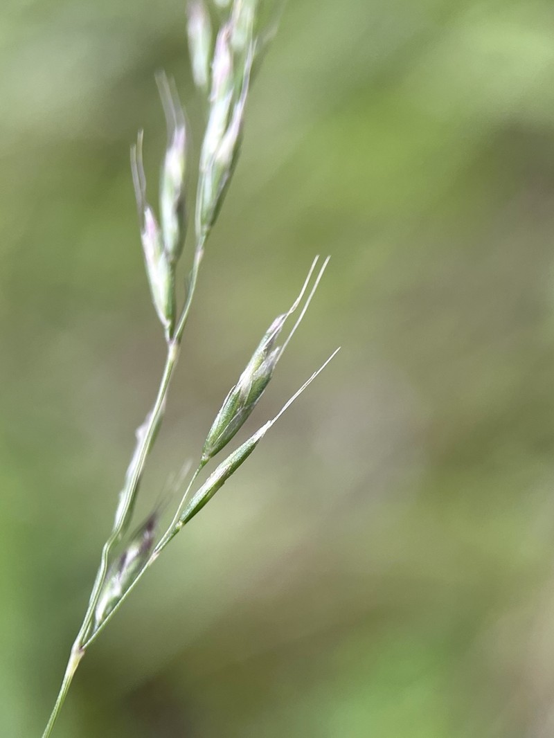 Peyritschia irazuensis photo 4