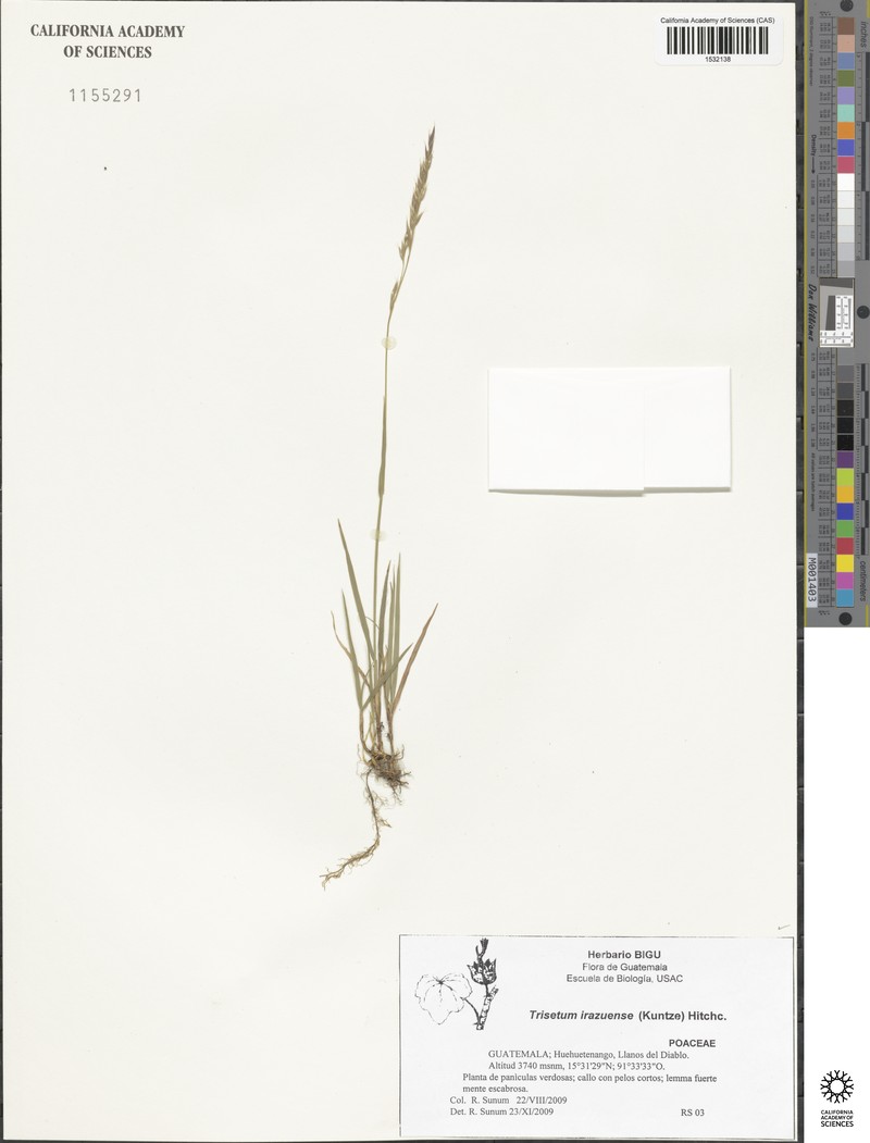 Peyritschia irazuensis photo 7