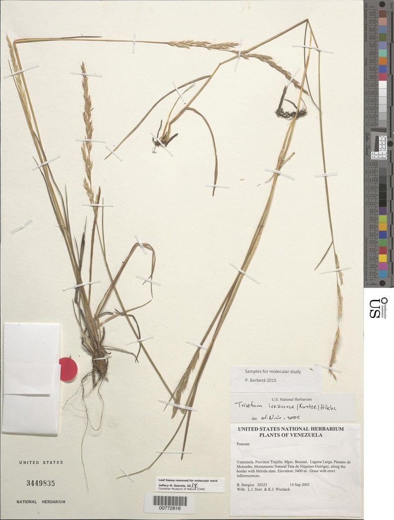 Peyritschia irazuensis photo 8