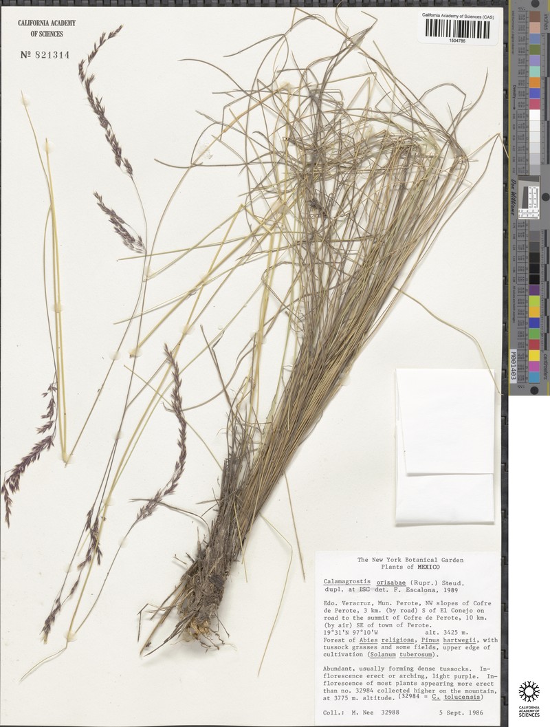 Peyritschia orizabae