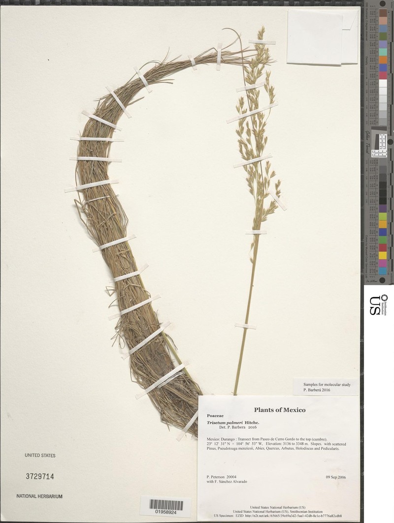 Peyritschia palmeri