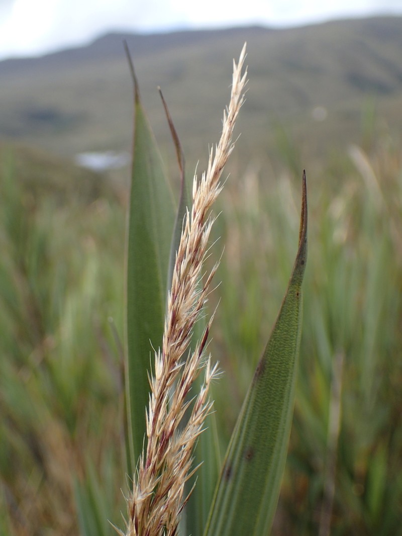 Peyritschia planifolia