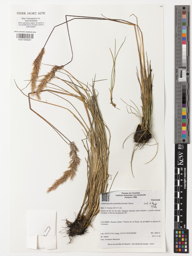 Peyritschia planifolia photo 2