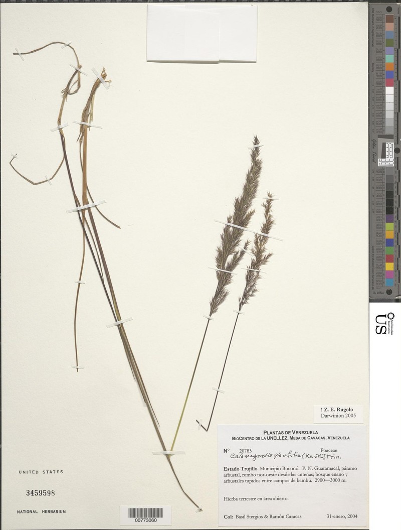 Peyritschia planifolia photo 3