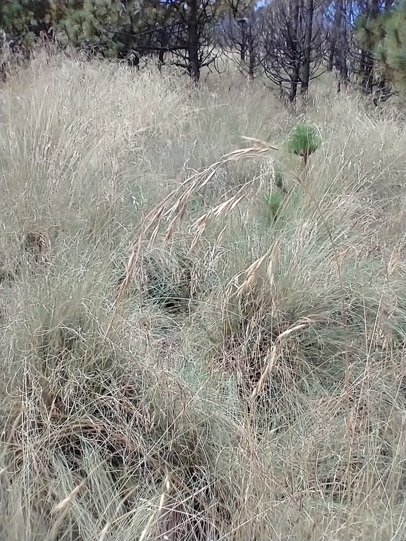 Peyritschia tolucensis