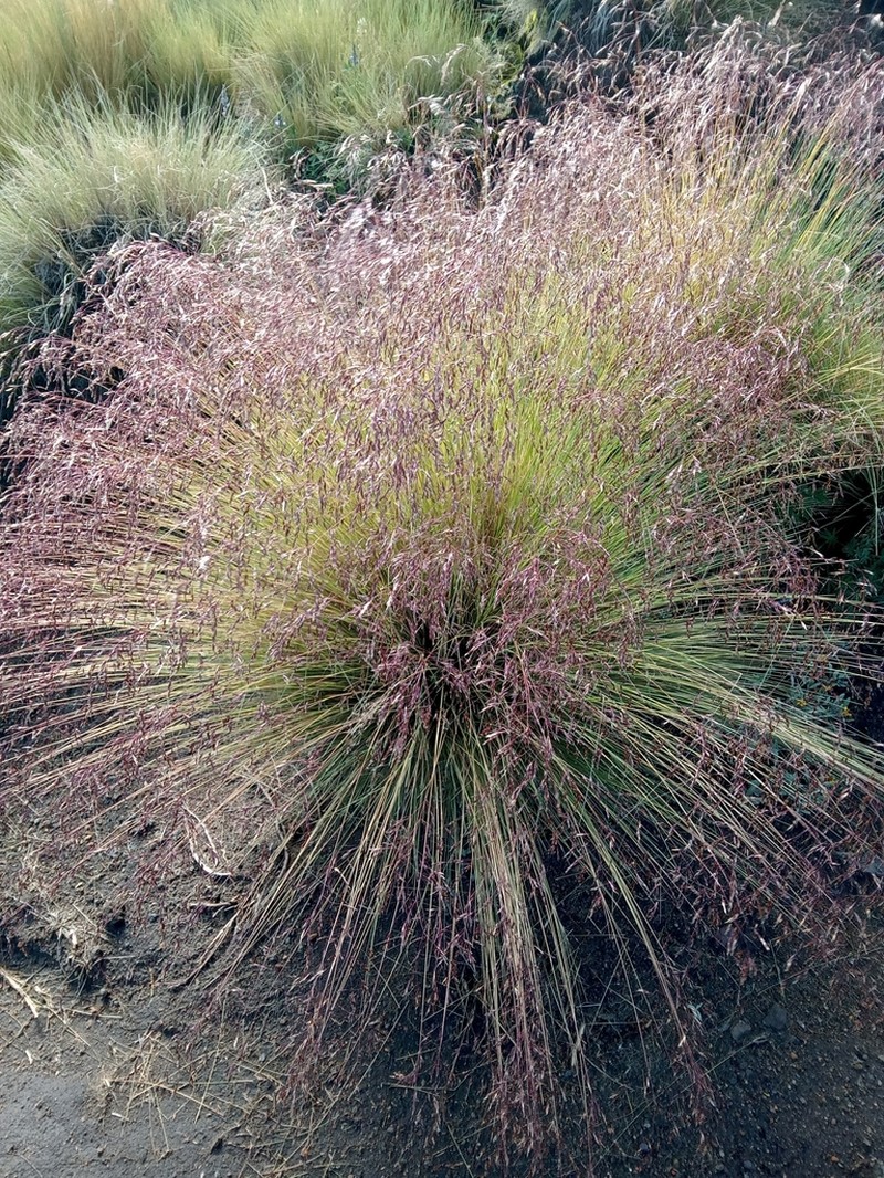 Peyritschia tolucensis photo 2