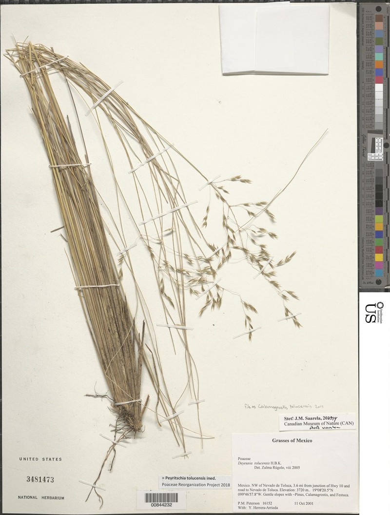 Peyritschia tolucensis photo 4