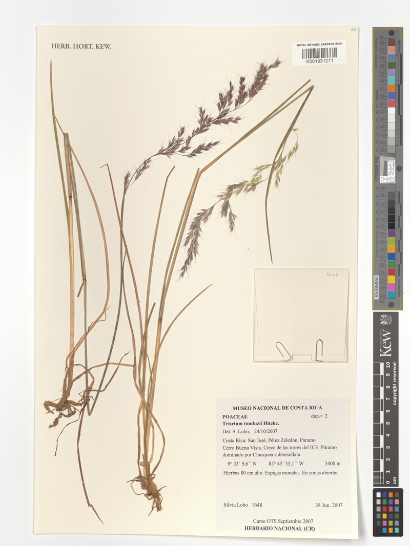 Peyritschia tonduzii