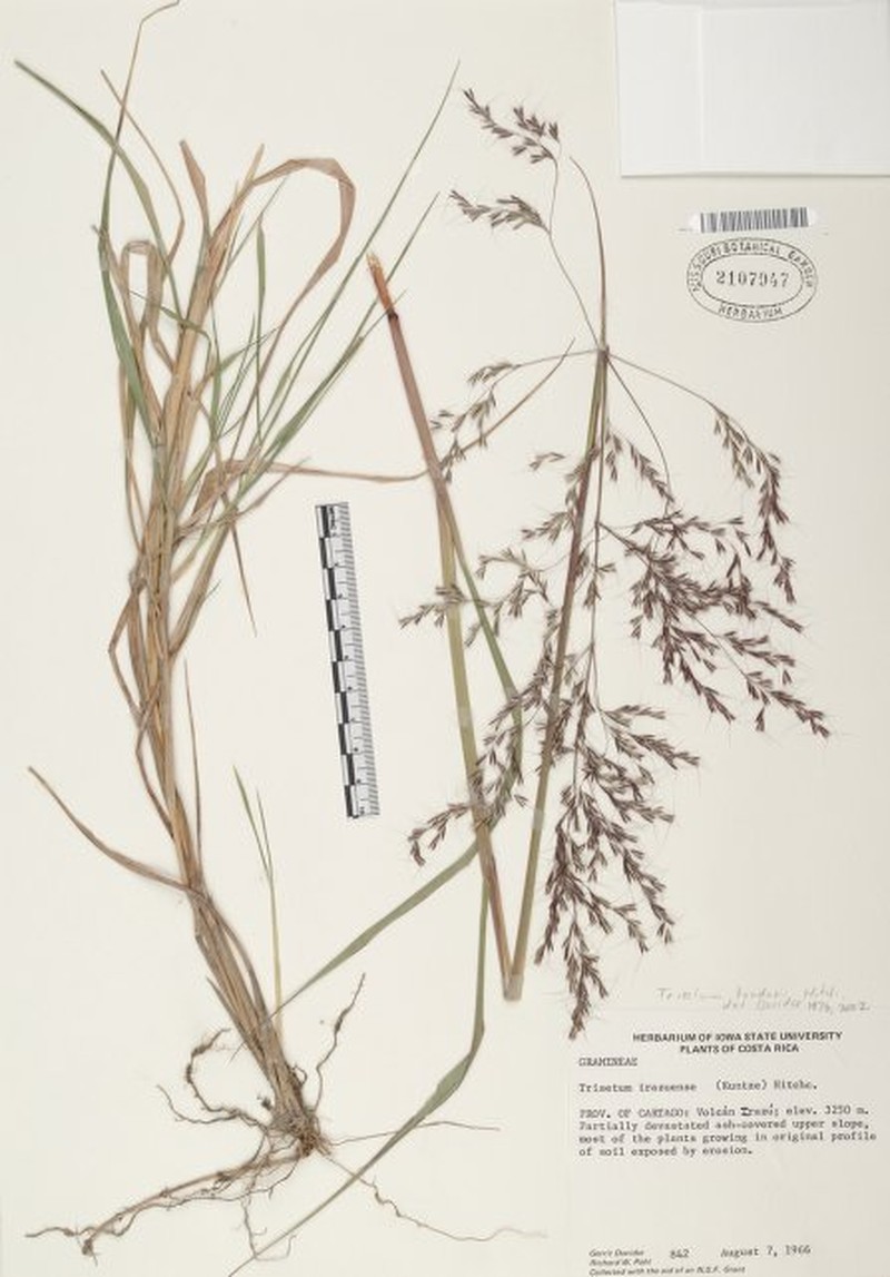 Peyritschia tonduzii photo 3
