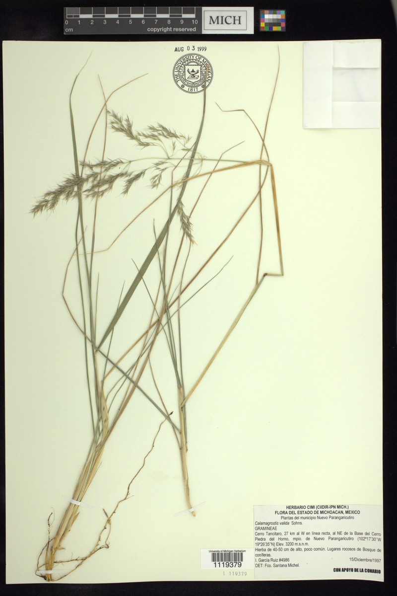 Peyritschia valida