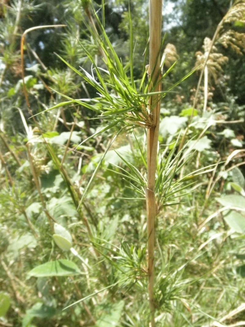 Peyritschia virletii