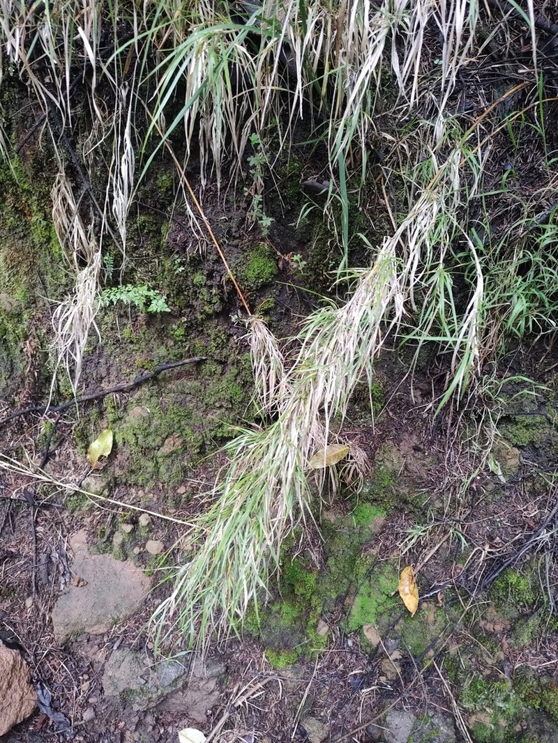 Peyritschia virletii photo 2