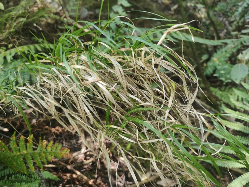 Peyritschia virletii photo 4